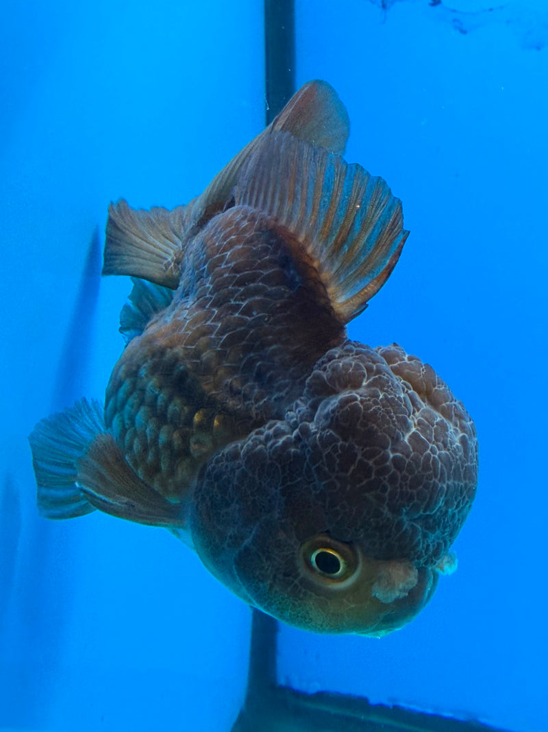 Thai Oranda Copper 3.5" Female(FEB-427)R2B01