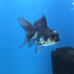 Thai Oranda Panda 2.5” Female(FEB-649)R3B05