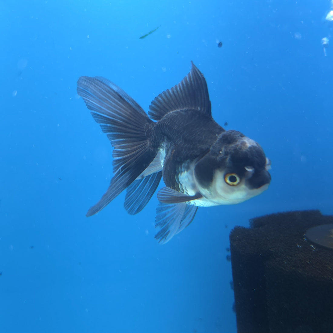 Thai Oranda Panda 2.5” Female(FEB-649)R3B05