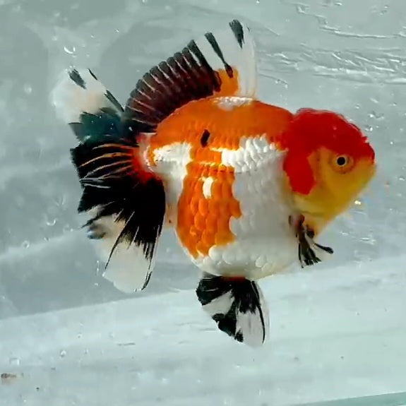 Thai Premium Tri Color Orchid Tail Oranda 4.00 inch Body (QGF-JO1140)BLUETUB1