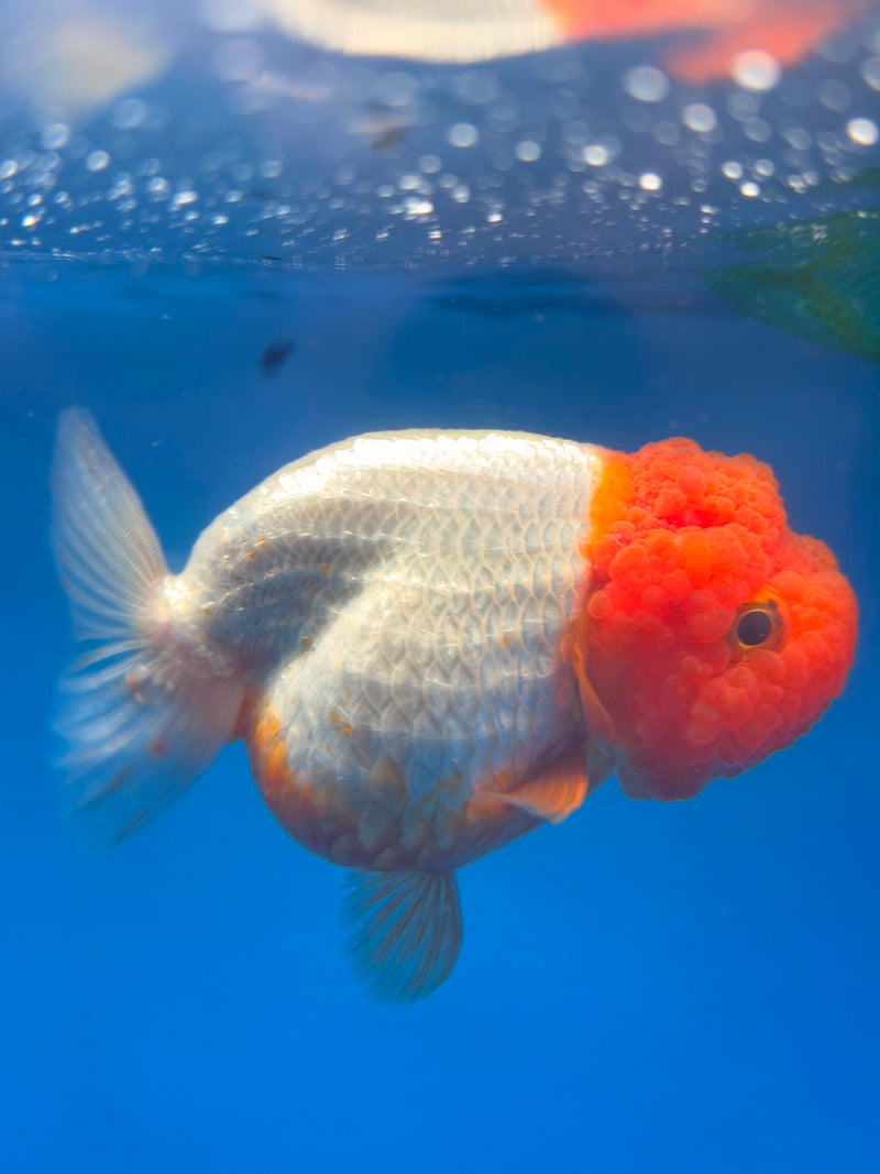 Thai Red & White Ranchu 3.5” Body Female(FEB-406) BLUETUBD