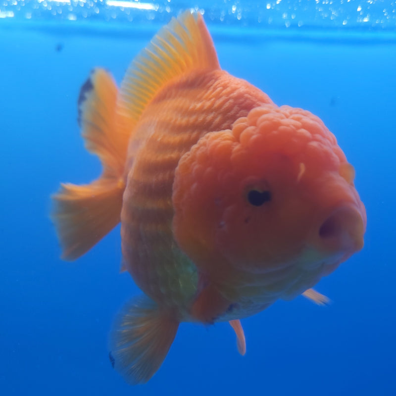 Thai Jumbo Oranda Red & White 4in Female (FEB-233)BLUETUB1