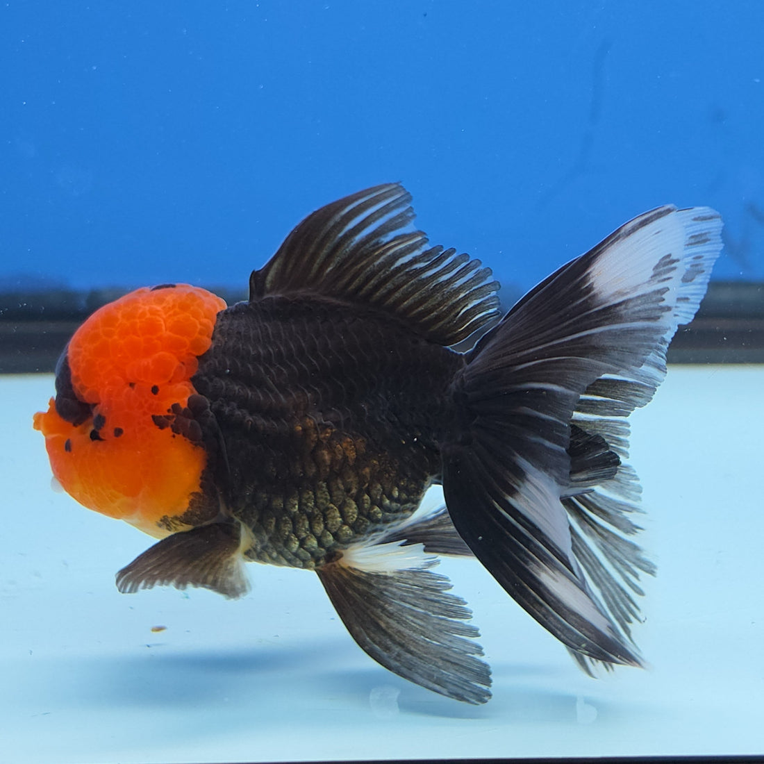 Thai Oranda Red Cap Black 3.5” Female(FEB-727)R1B07