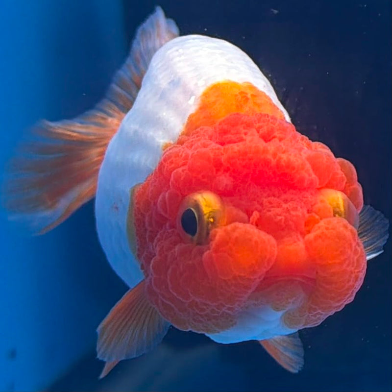 Thai Red & White Ranchu 3” Body Female(FEB-410) BLUETUBD