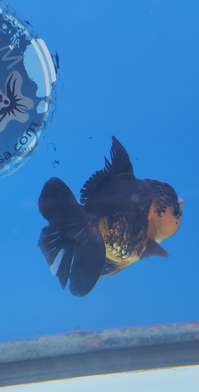 Thai Oranda Copper Panda 2.5 F (FEB-176)R3A07