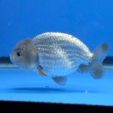 Thai Ranchu 2.50" Body Female (FEB-816)R2B05