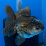 Thai Oranda Panda 3.25” Female(FEB-892)R2B11