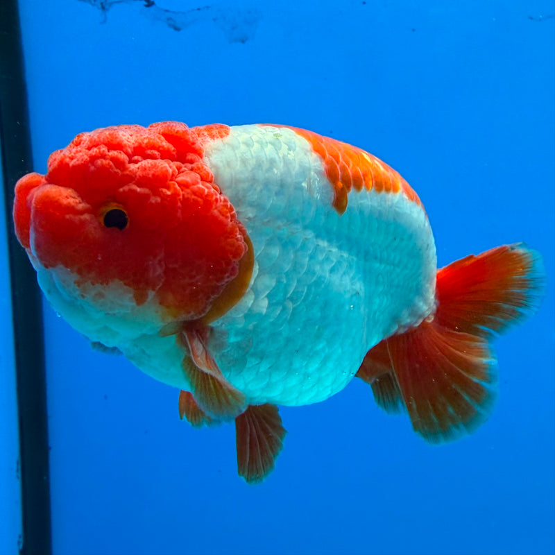 Thai Ranchu Red & White 4in Female (FEB-440)BLUETUBA