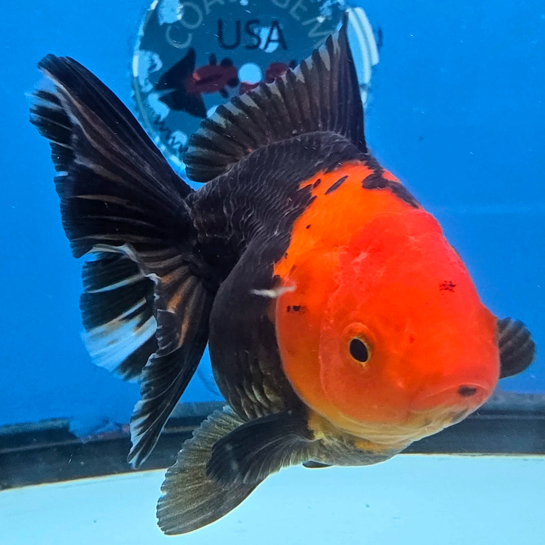 Thai Oranda Jumbo Breed Apache 3.5" Body Female (FEB-609)