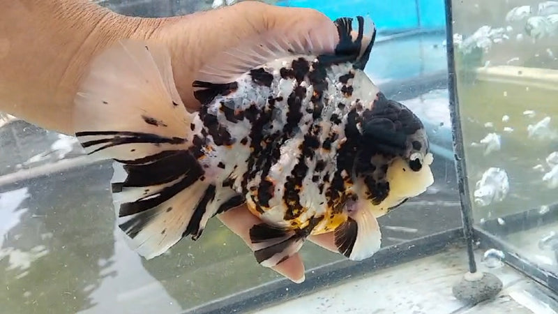 Thai Jumbo Calico Orchid Tail Oranda by NK THAILAND 5.00 inch Body (NKT-JO2035)