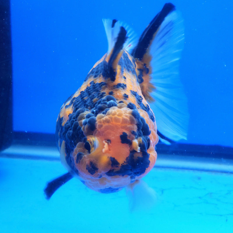 Thai Oranda Apache 3.5” Body Female(FEB-357)SHOWTANKB