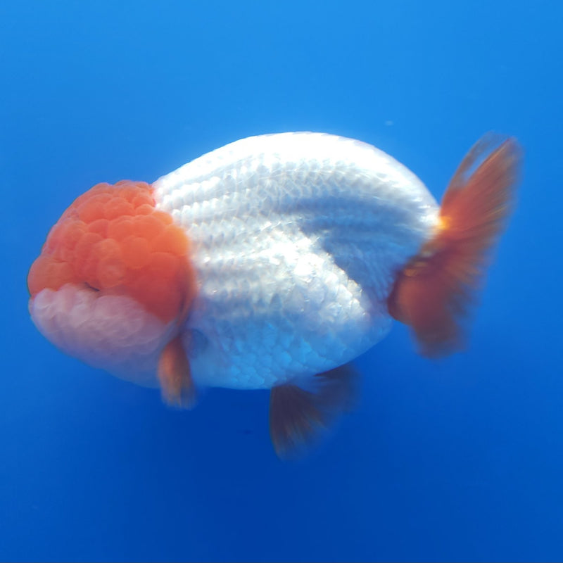 Thai Jumbo Ranchu Red & White 5in Female (FEB-214)SHOWTANK2