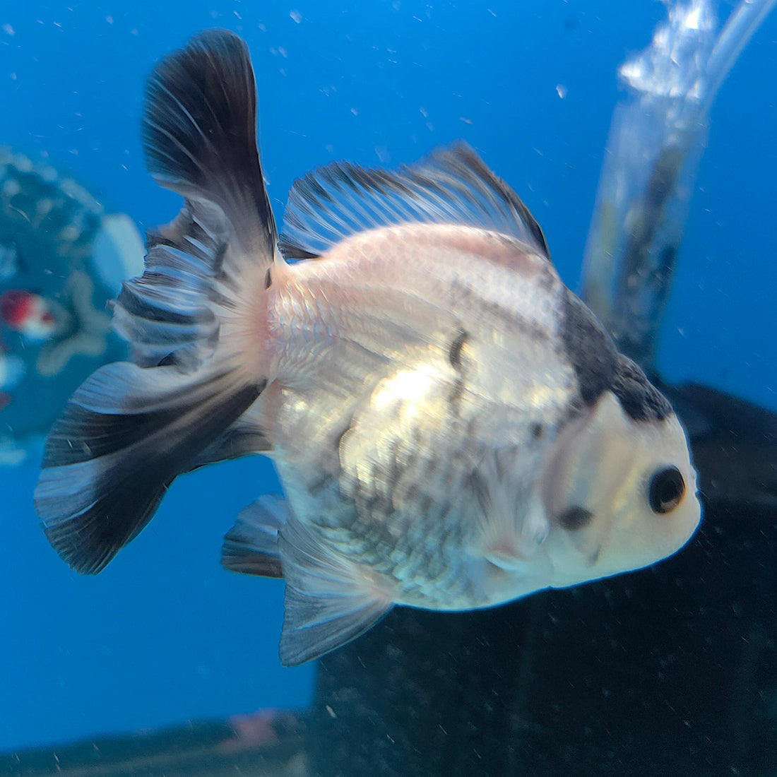 Thai Oranda Panda 3in Female (FEB-685)R3A06