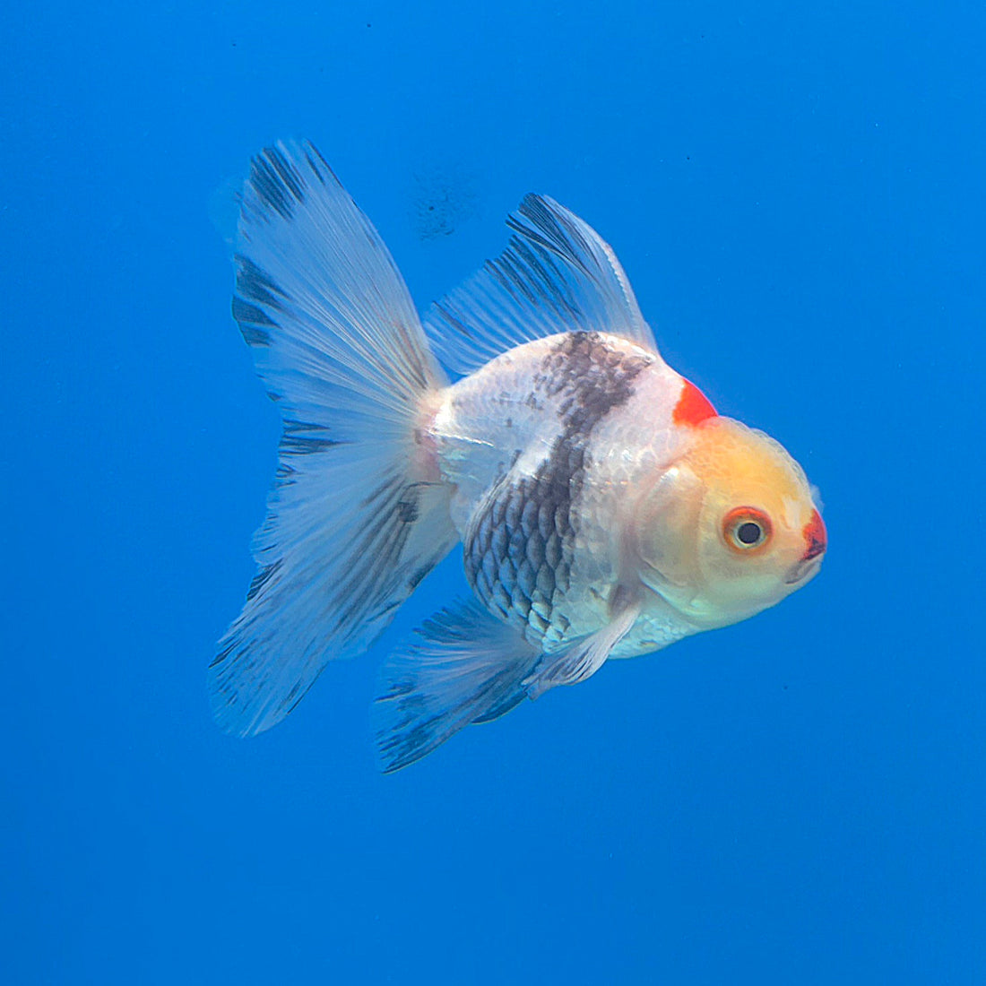 Thai Oranda Tri-Color 2.5” Female(FEB-674)R3B01