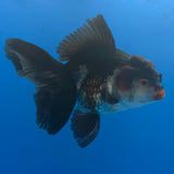 Thai Oranda Red Cap Apache 3.00" Body Male (FEB-794)R1B03
