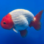 Thai Red & White Ranchu 3.5” Body Female(FEB-409) BLUETUBD