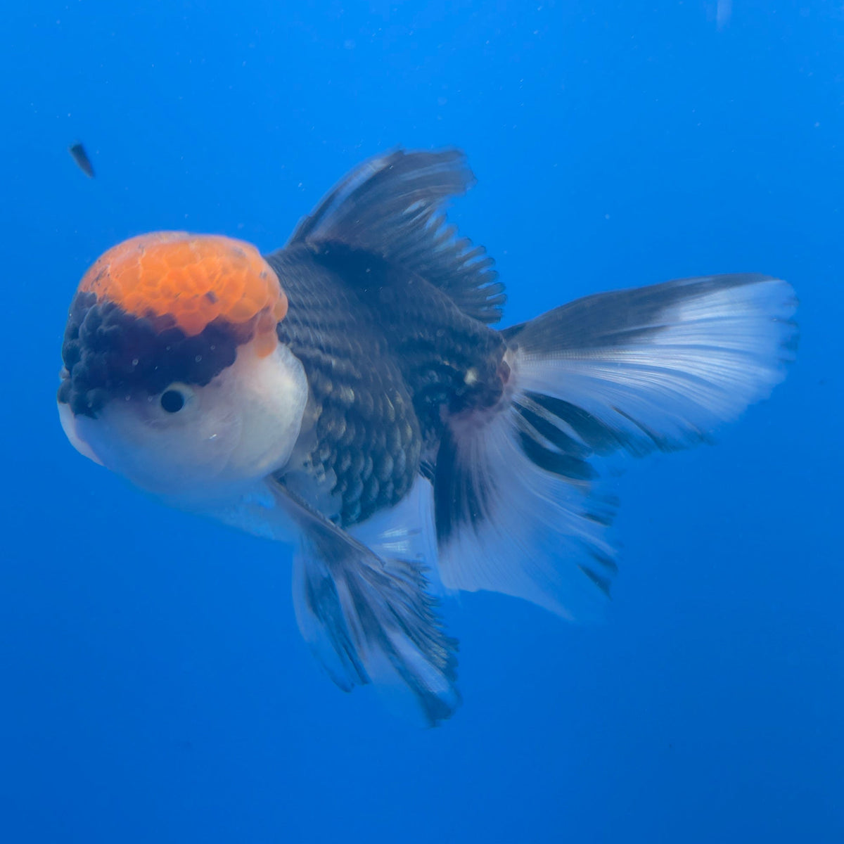 Thai Oranda Red Cap Panda 3.5" Body Male (FEB-751)R2B07