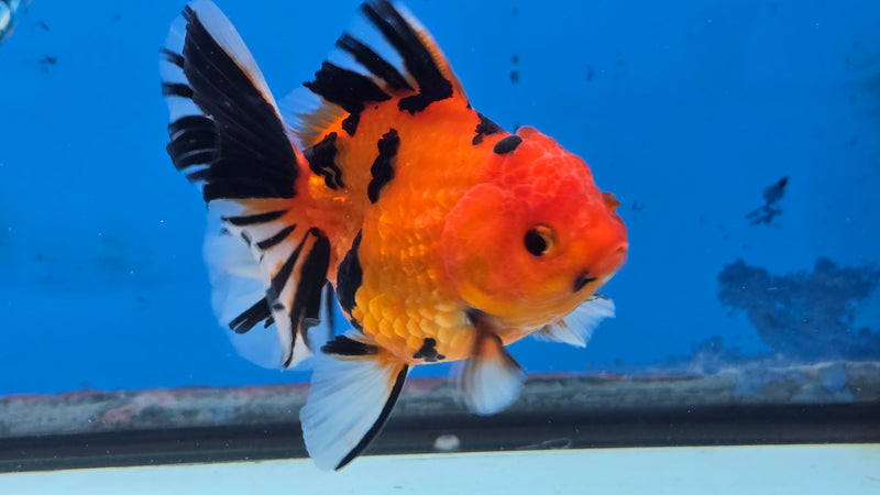 Thai Red Tiger Calico Orchid Tail 3.00 inch Body Female Medium Breed (NNN-3030)R3A15