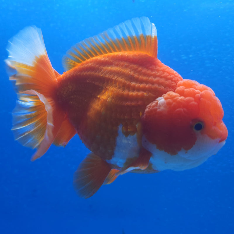 Thai Jumbo Oranda Red & White 4in Female (FEB-223)BLUETUB2