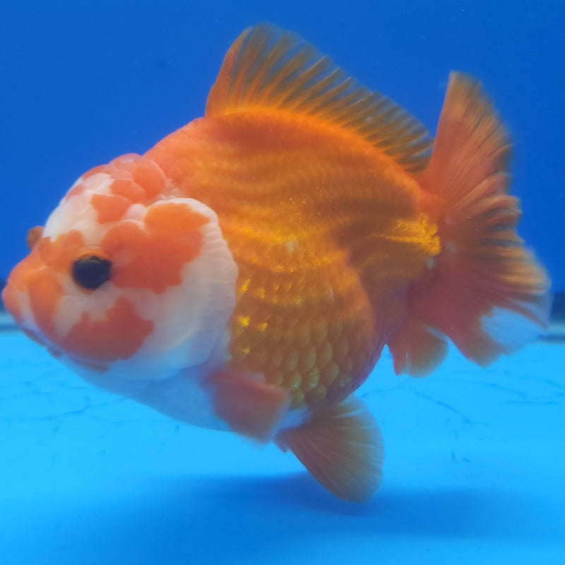 Thai Jumbo Oranda Red & White 4in Female (FEB-234)BLUETUB1
