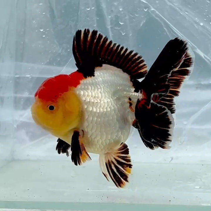 Thai Premium Tri Color Orchid Tail Oranda 4.00 inch Body (QGF-JO1143)BLUETUB1