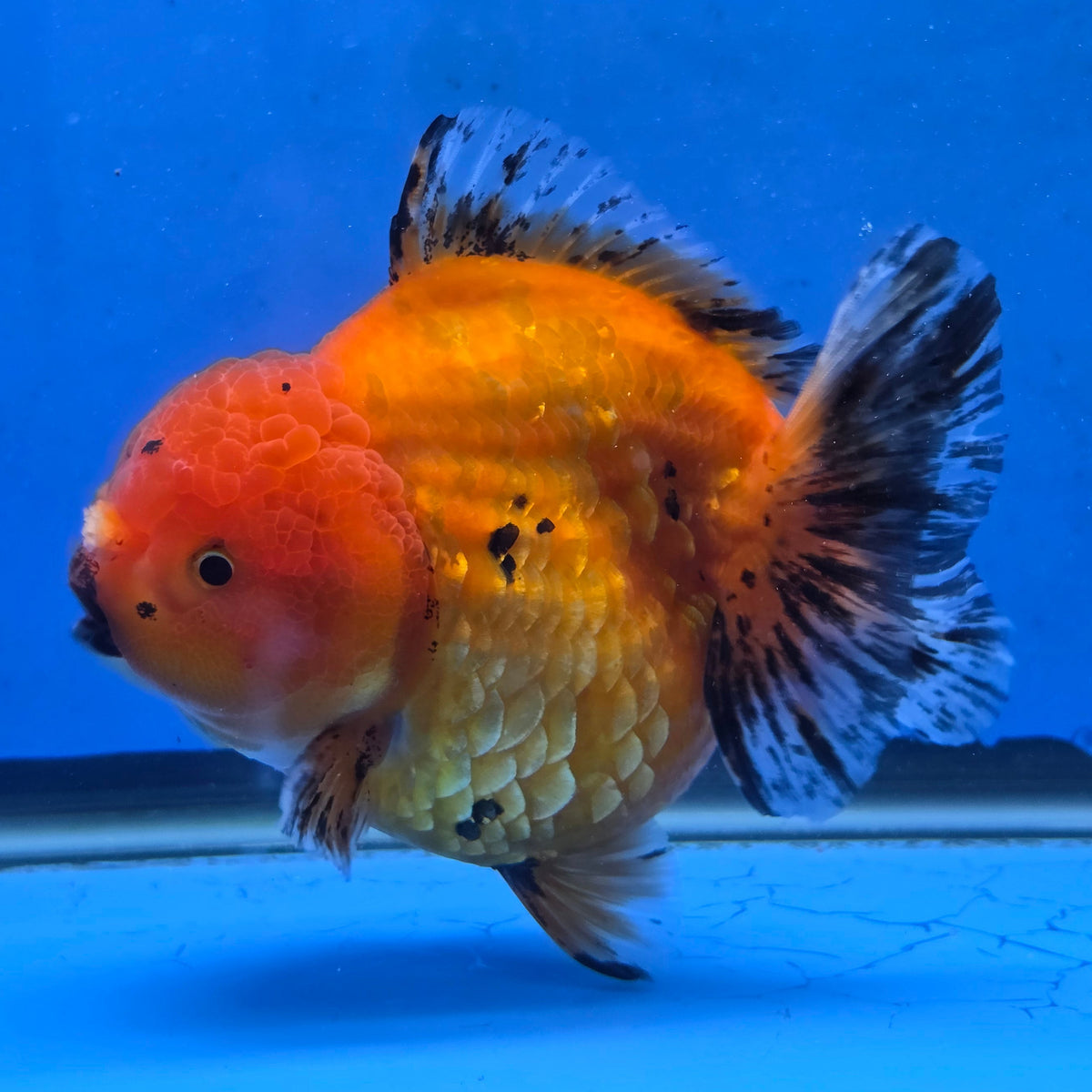 Thai Oranda Red Tiger Sakura Godzilla 5.5 inch Orchid Tail Body Female (G-FEB-106)BlueTubB