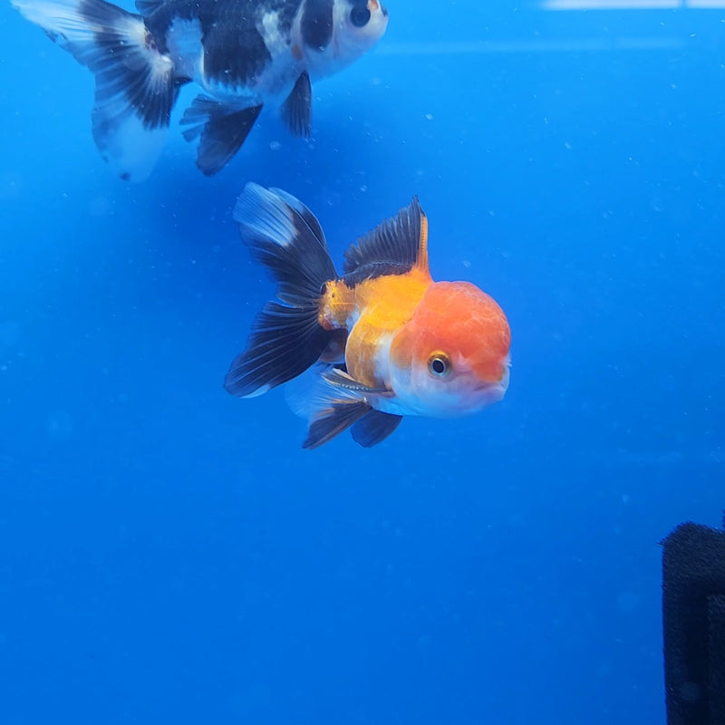 Thai Oranda Red & White Tri-Color 2.5 F (FEB-187)R3A06