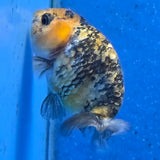 Thai Ranchu Tiger 2.50" Body Female (FEB-867)R2B02