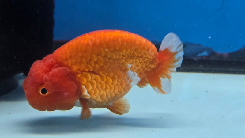 Thai Red/White Lionchu Ranchu 2.75 inch Body Male (NNN-2085)R4C08