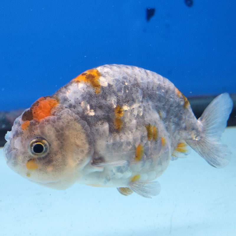 Thai Ranchu Calico 2.5in Female (FEB-342)R3A14