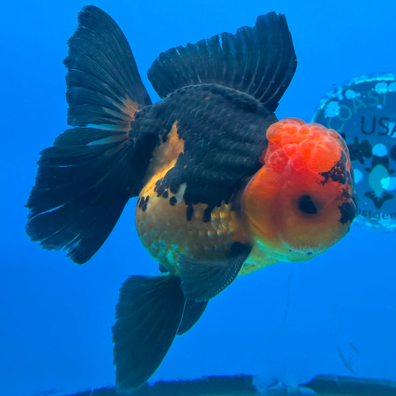 Thai Oranda Apache Male 3.5 in (FEB-454)BLUETUBA