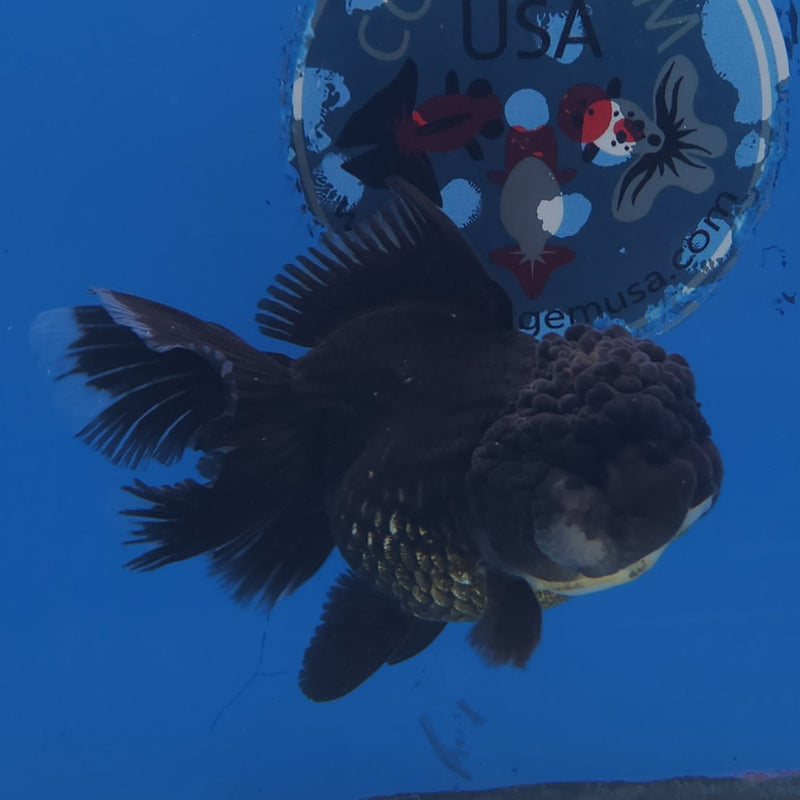 Thai Oranda Panda 3” Female (FEB-251)R3B04