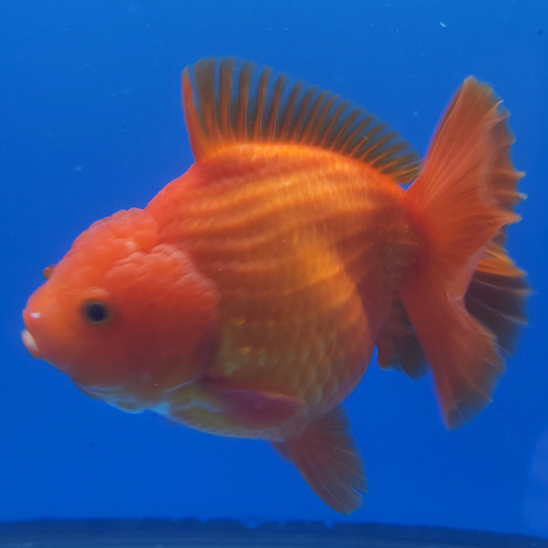 Thai Jumbo Oranda Red & White 5in Female (FEB-227)BLUETUB1