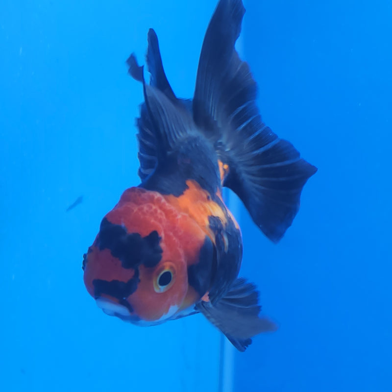 Thai Oranda Apache 2.5in Female (FEB-198)R3B07