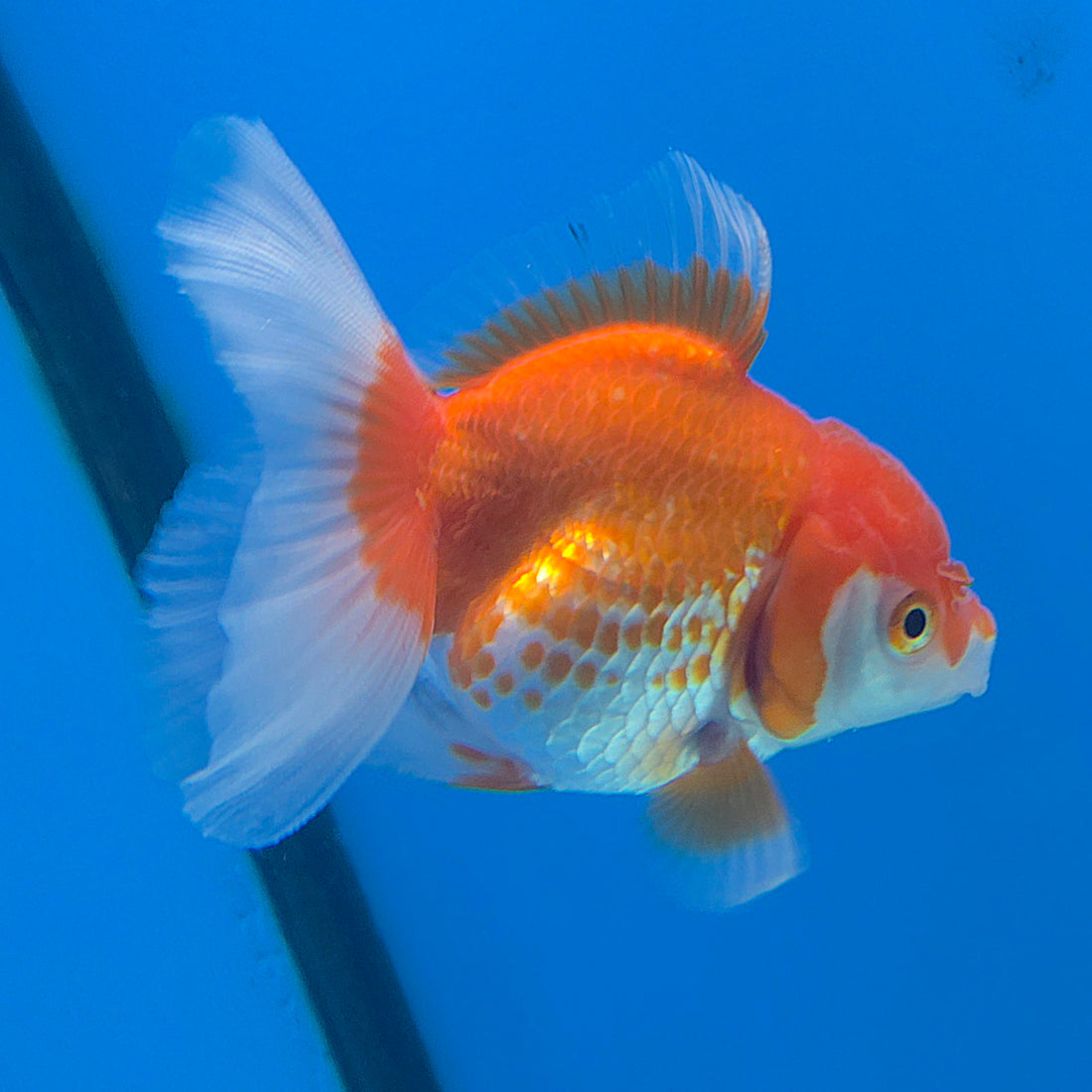 Thai Oranda White & Red 2.5” Female(FEB-673)R3B01