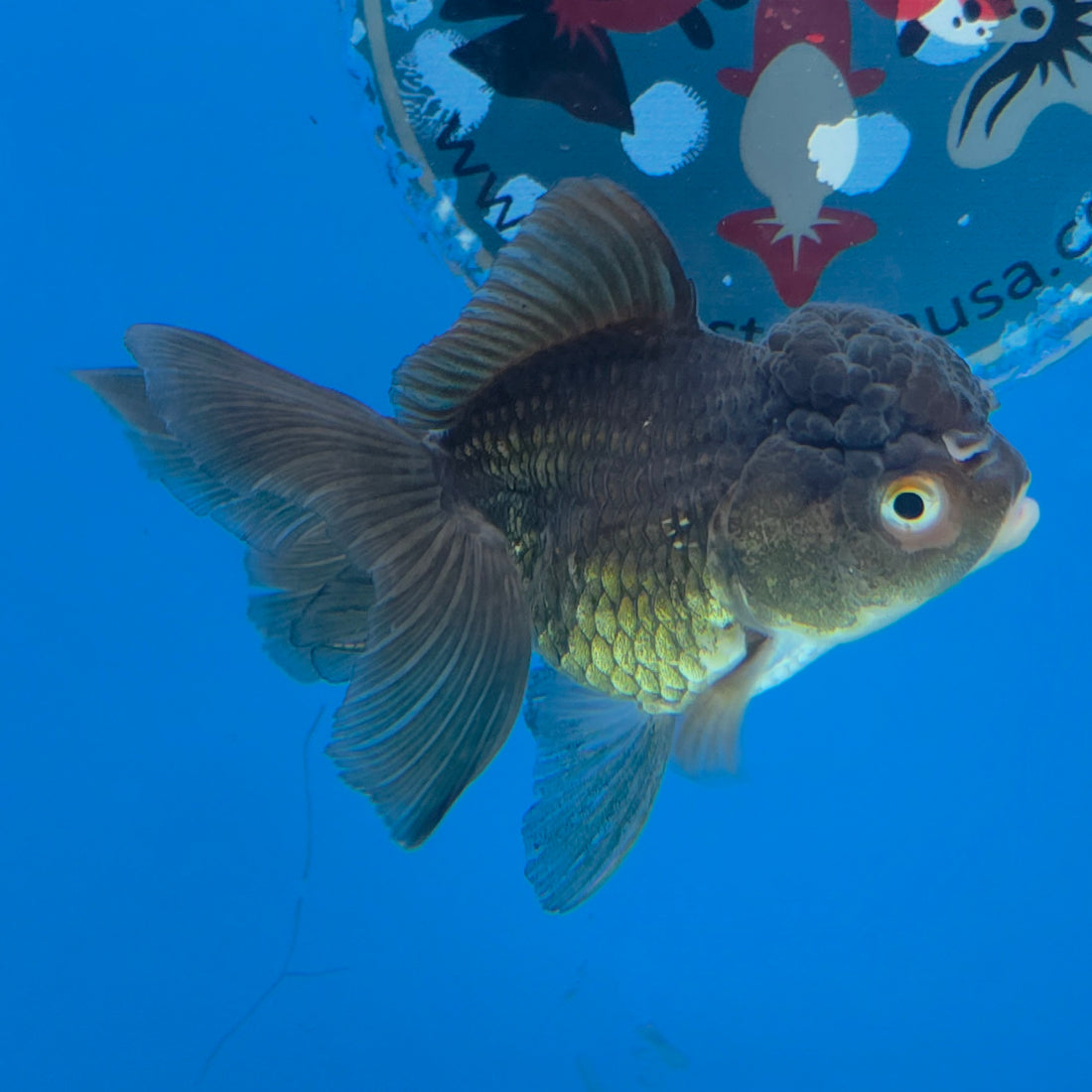 Thai Oranda Tri-Color 2.5” Male(FEB-632)R3B15