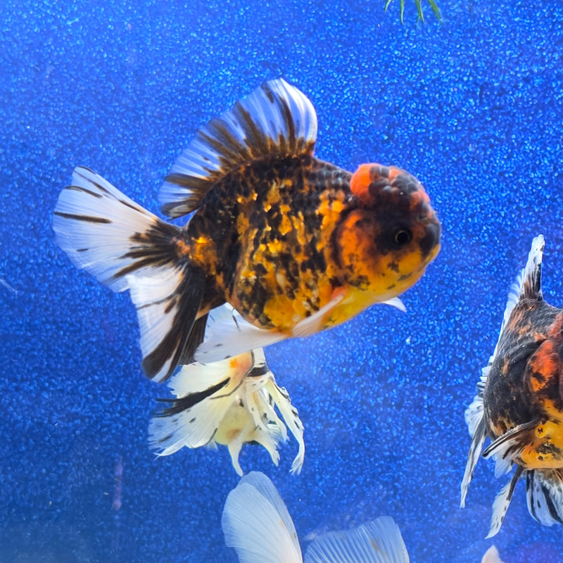 Thai Oranda Black Tiger Body 3.5 in Female (FEB-461)BLUETUBA
