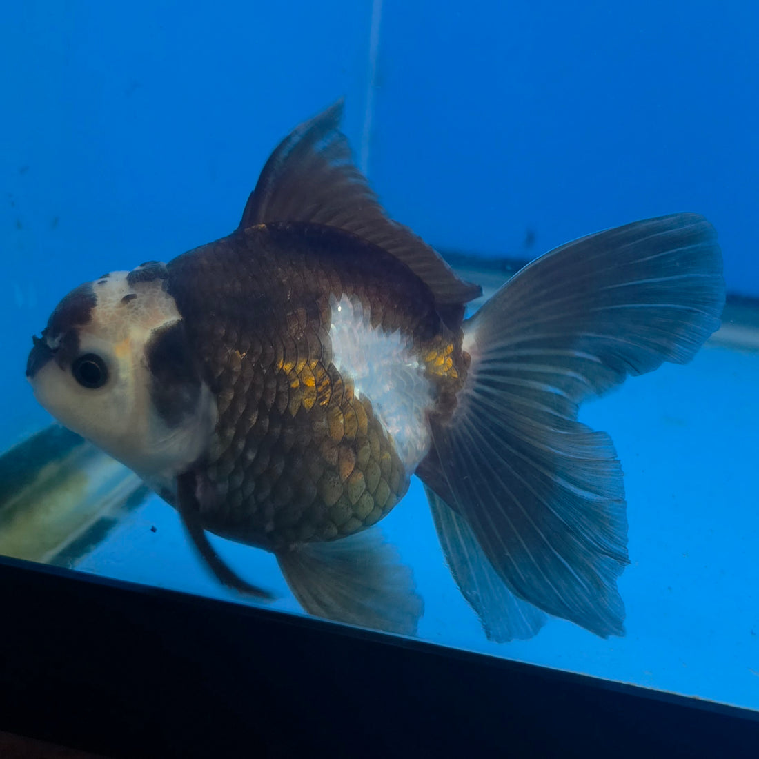 Thai Oranda Lemon Head Panda Jumbo Breed 2.8" Body Male 6mths(FEB-547)
