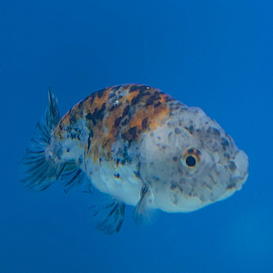 Thai Ranchu Gold/Granite Calico 2.5in Female (FEB-704)R3B18