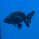 Thai Ranchu Super Black 2.5” Female(FEB-684)R3B01