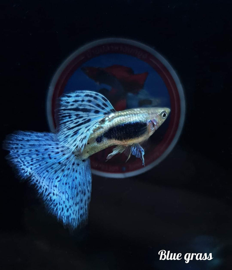 Live Fancy Guppy Fish Premium Quality Blue Grass High Dorsal (CGP-024)