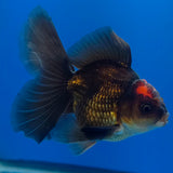 Thai Oranda Apache 3.00" Body Male (FEB-787)R1B03