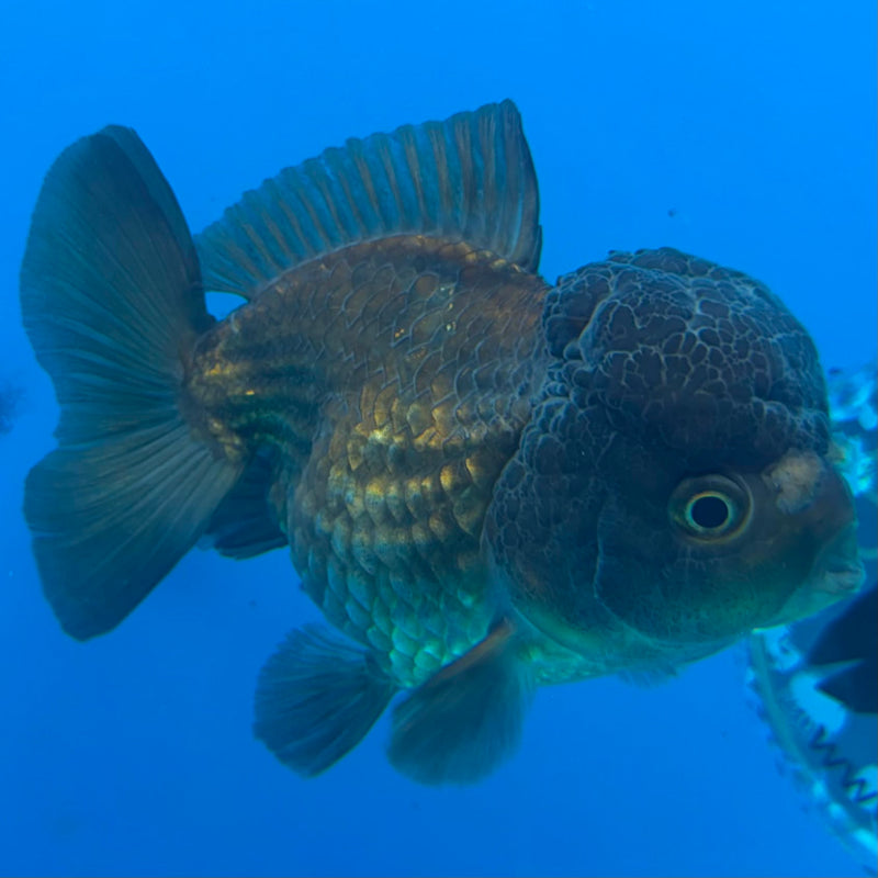 Thai Oranda Copper 3.5" Female(FEB-427)R2B01