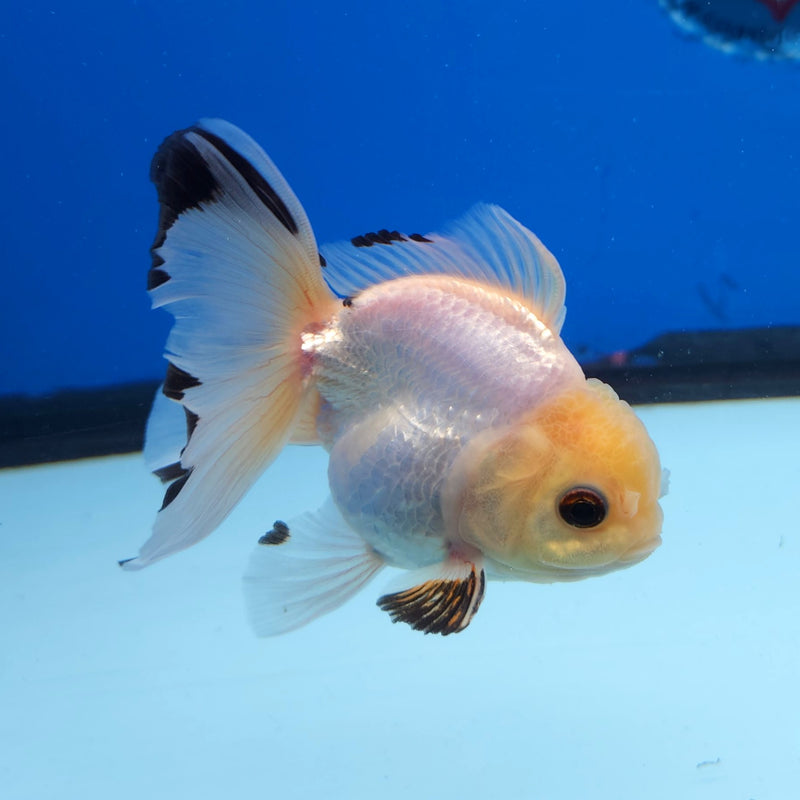 Thai Oranda Lemonhead Panda 3” Female (FEB-250)R3B04