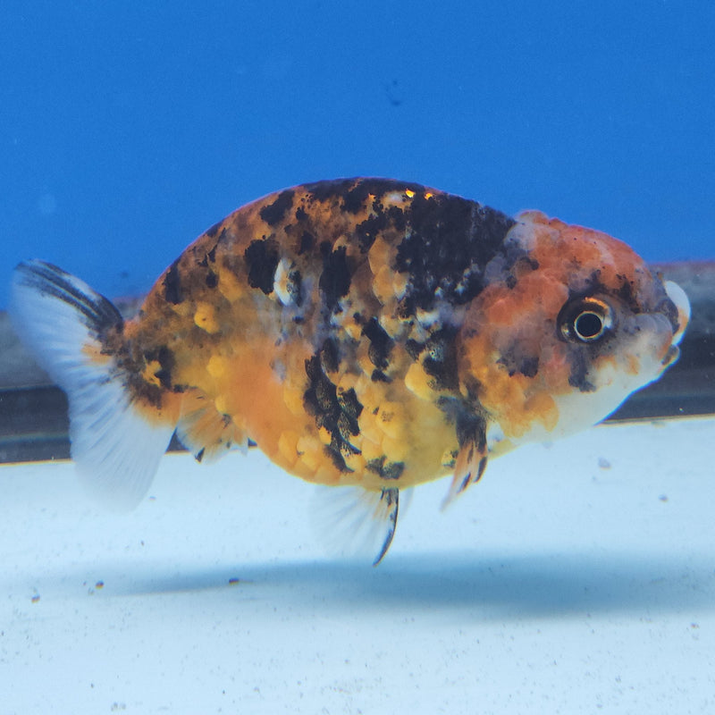 Thai Ranchu Calico 2.5in Female (FEB-340)R3A14