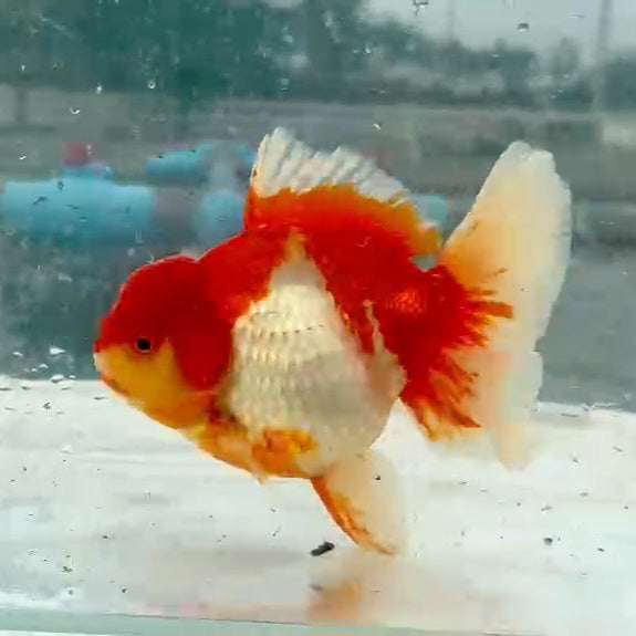Thai Red/White Oranda Orchid Tail 4.00 inch Body (QGF-JO1169)