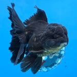 Thai Oranda Super Black 3.5” Female(FEB-726)R1B07