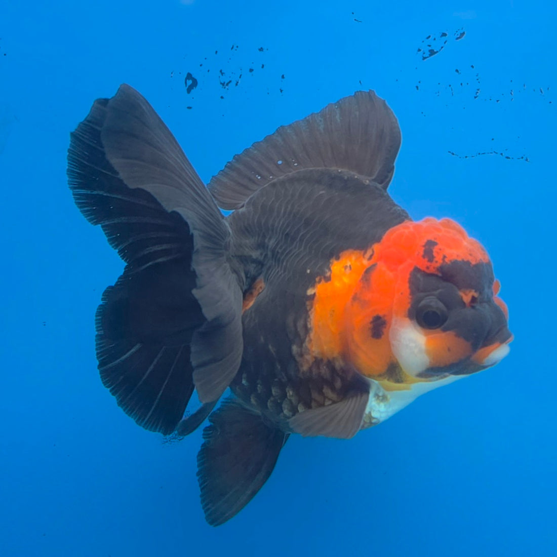 Thai Oranda Jumbo Breed Apache 3.5" Body Female (FEB-605)R1B11