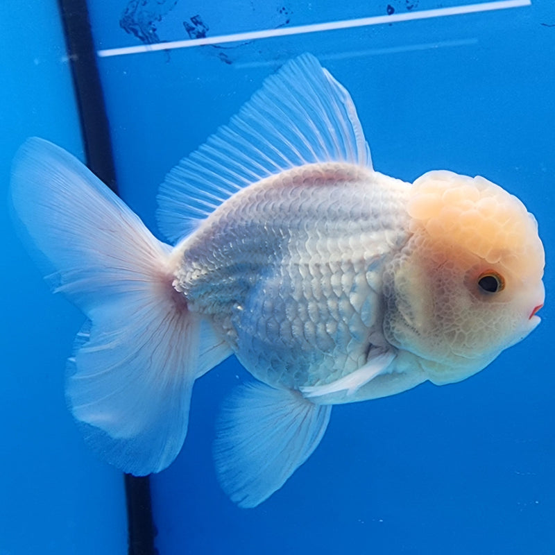 Thai Oranda Full White 3.5” Body Male(CK-1435)BLUETUB2