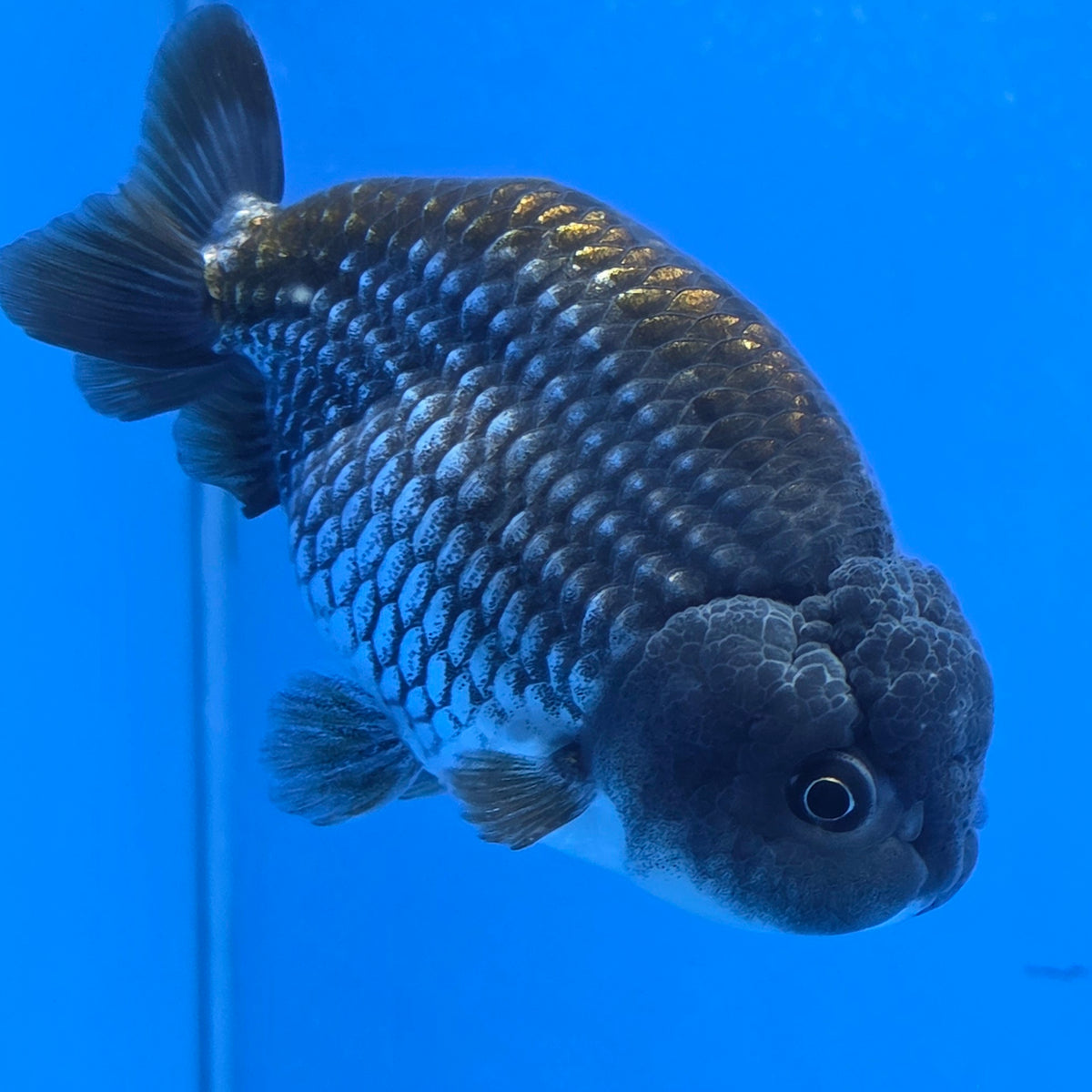 Thai Ranch Blue Silver 3.00" Body Female (FEB-810)R2B05